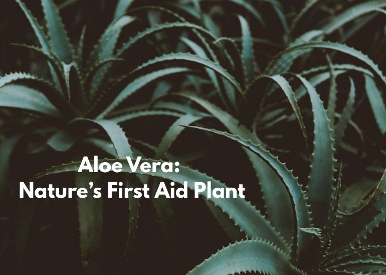 Aloe Vera: Nature’s First Aid Plant
